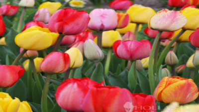 1000 Fresh Bulk Tulips - Wholesale Flowers Best Prices: Your Ultimate Guide