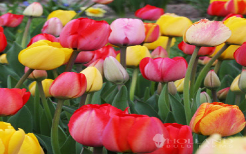 1000 Fresh Bulk Tulips - Wholesale Flowers Best Prices: Your Ultimate Guide