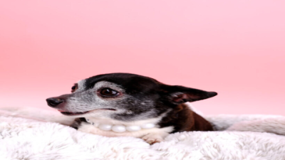 Stunning Bling Bling Collars for Dogs - Sparkle & Style!