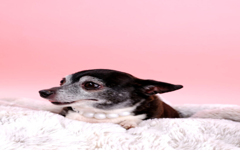 Stunning Bling Bling Collars for Dogs - Sparkle & Style!