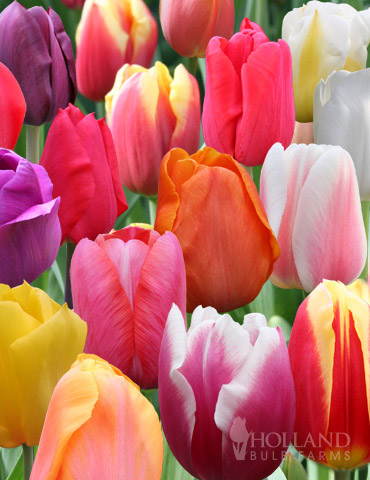 1000 Fresh Bulk Tulips - Wholesale Flowers Best Prices: Your Ultimate Guide