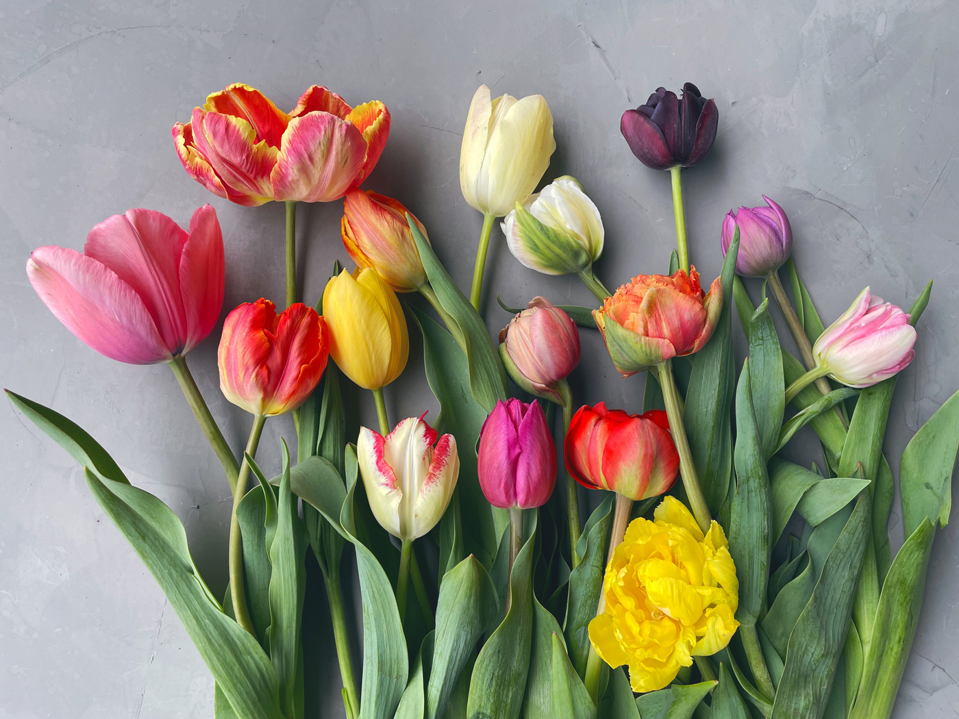 1000 Fresh Bulk Tulips - Wholesale Flowers Best Prices: Your Ultimate Guide
