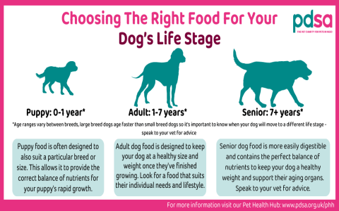 Dog Is Losing Balance? Signs, Symptoms & What To Do Now