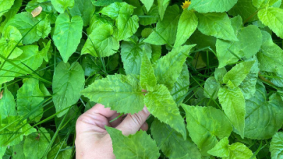 Top List of Plants That Goats Will Not Eat – Safe & Easy