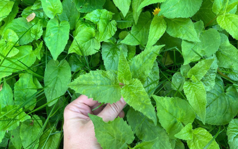 Top List of Plants That Goats Will Not Eat – Safe & Easy