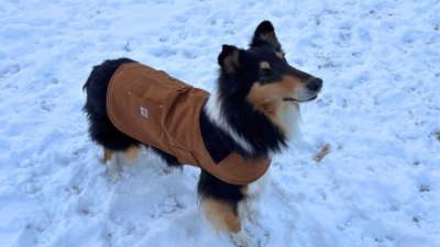 Winter Dog Coat Reviews: Best Picks to Keep Dogs Cozy