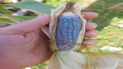 Where Can I Buy Popcorn on the Cob? Find It Near You!