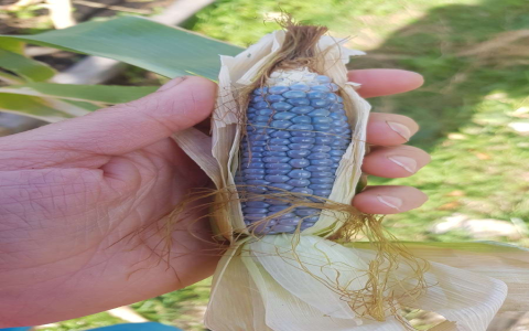 Where Can I Buy Popcorn on the Cob? Find It Near You!