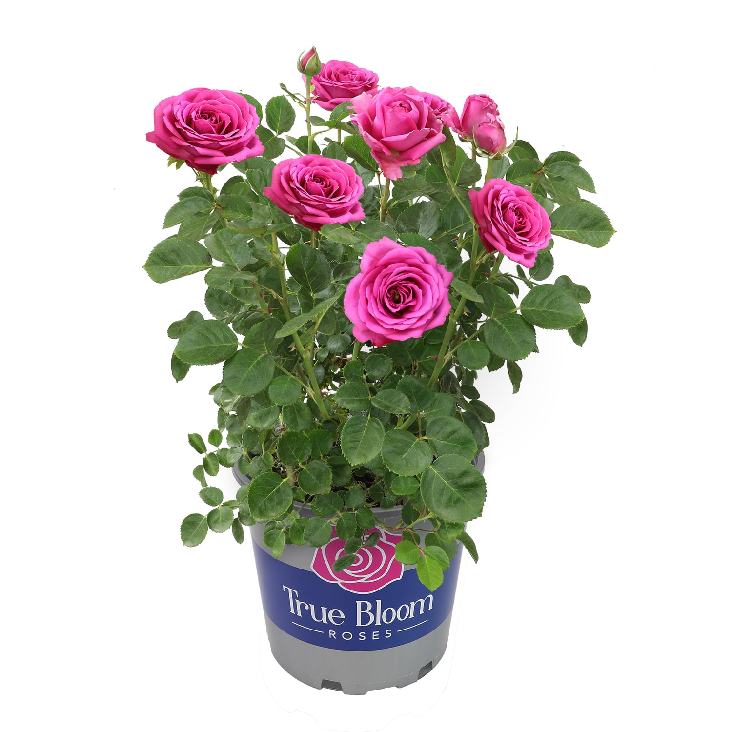 The Rose Review: Honest Insights You Can’t Miss!