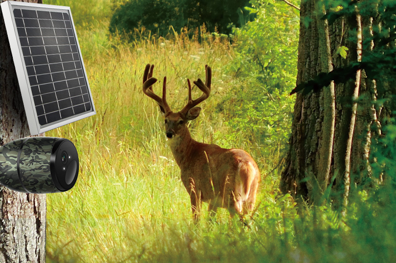 Review Trail Cameras: Top Picks & Buying Guide 2025