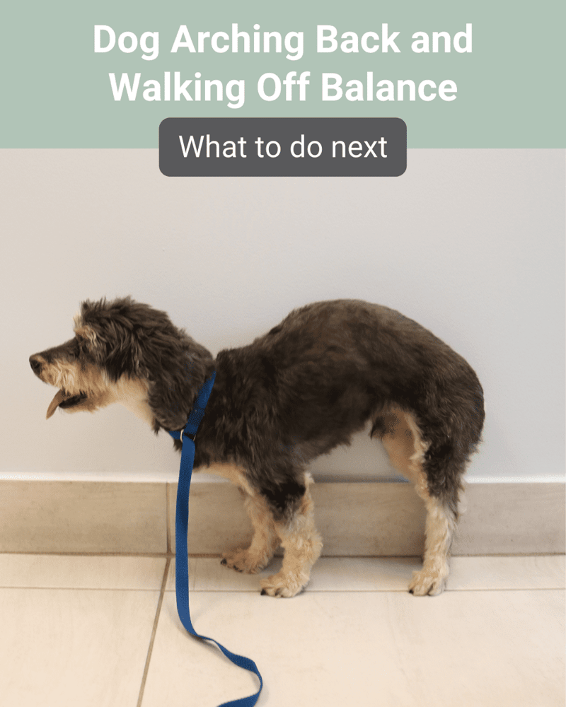 Dog Is Losing Balance? Signs, Symptoms & What To Do Now