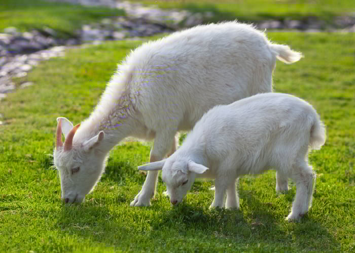 When Do Baby Goats Start Eating Grain? A Complete Guide for New Goat Owners