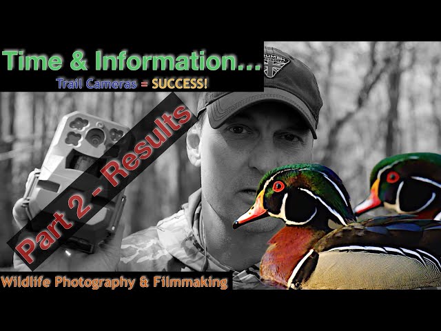 Best Trail Cam Review: Wildlife Photography Setup Guide