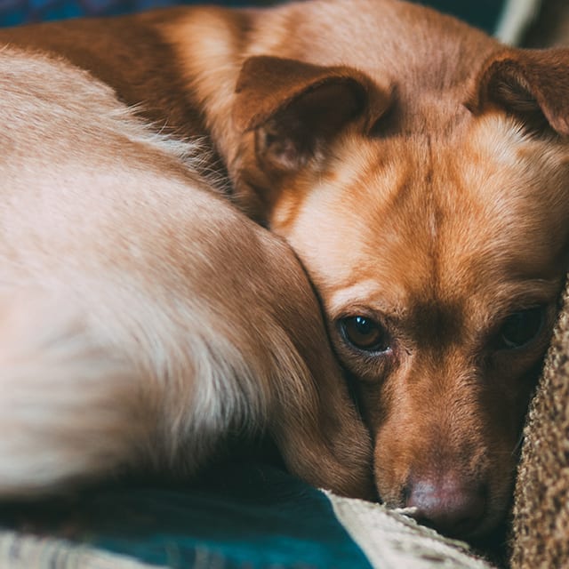 Dog Is Losing Balance? Signs, Symptoms & What To Do Now