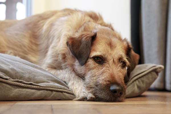 Dog Is Losing Balance? Signs, Symptoms & What To Do Now