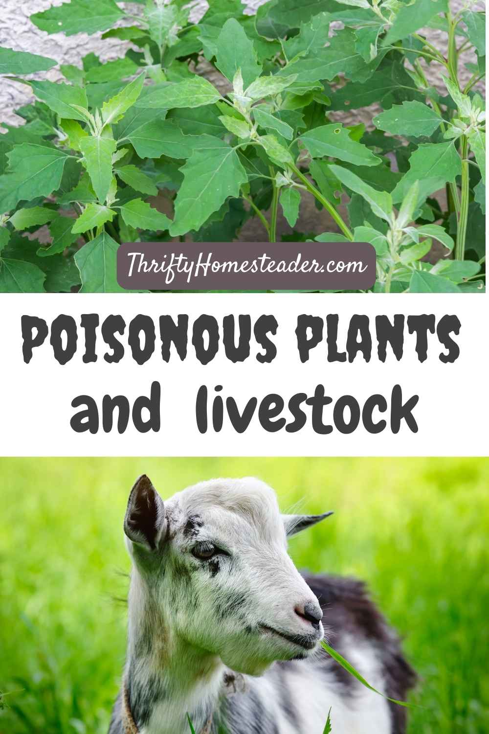 Top List of Plants That Goats Will Not Eat – Safe & Easy