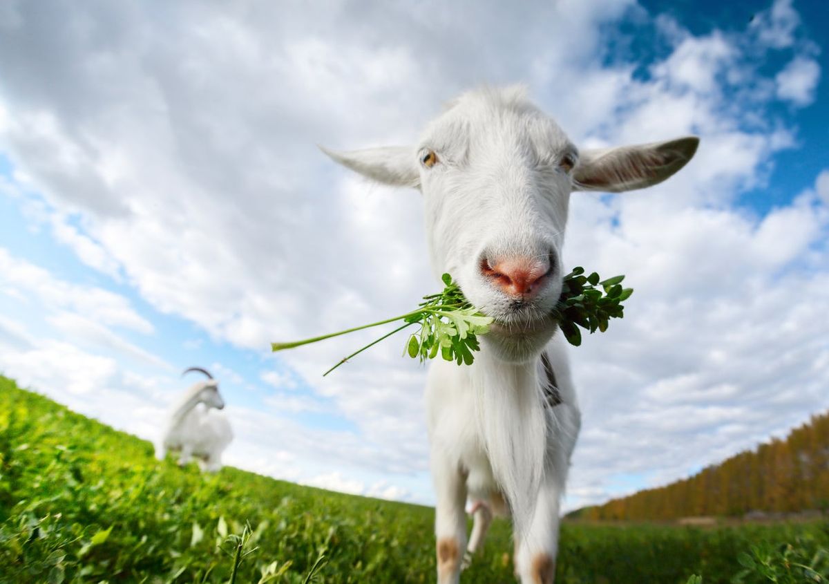 Top List of Plants That Goats Will Not Eat – Safe & Easy