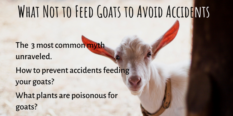 Top List of Plants That Goats Will Not Eat – Safe & Easy