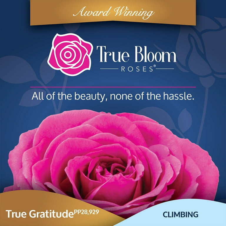The Rose Review: Honest Insights You Can’t Miss!