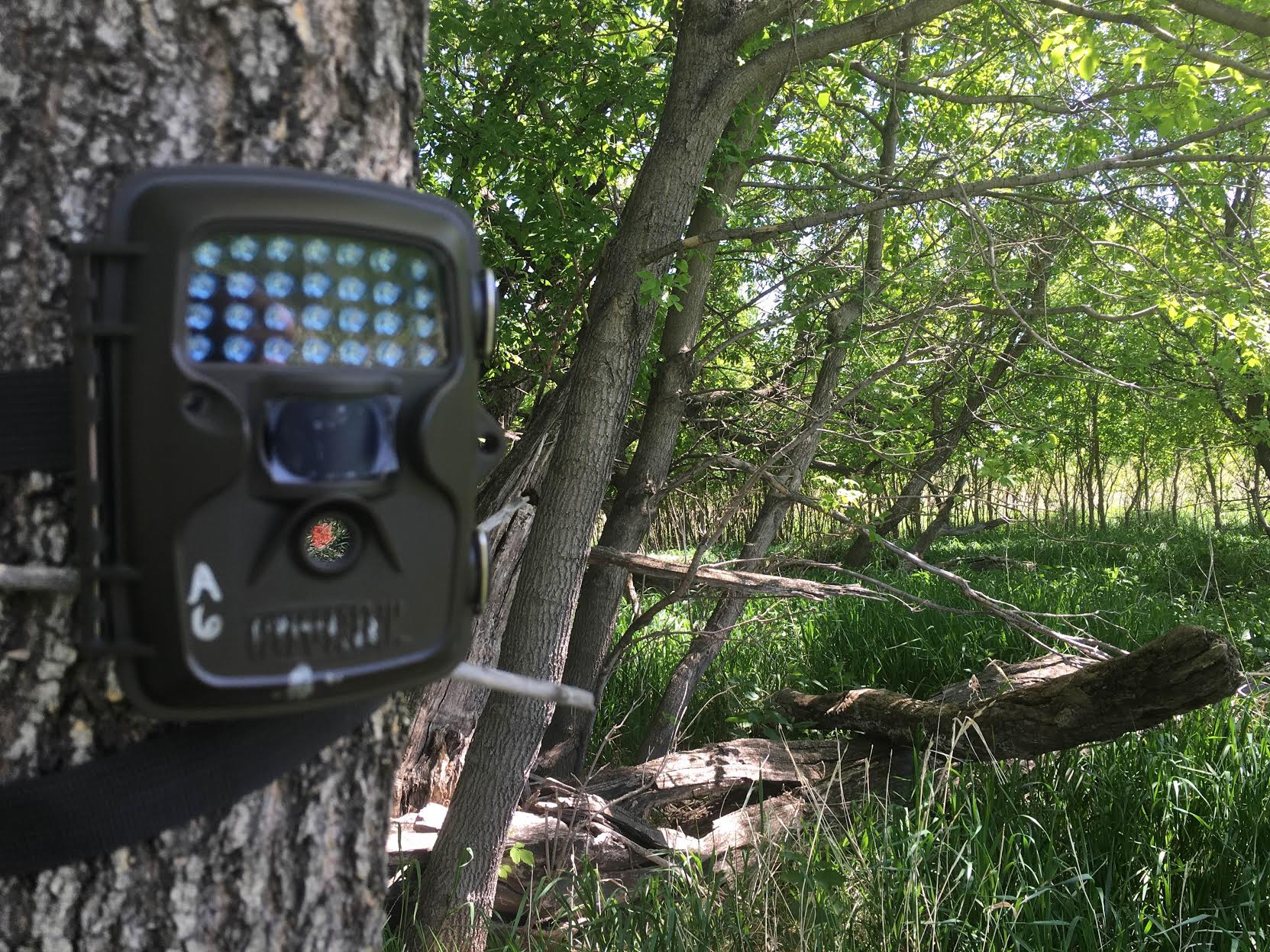 Best Trail Cam Review: Wildlife Photography Setup Guide