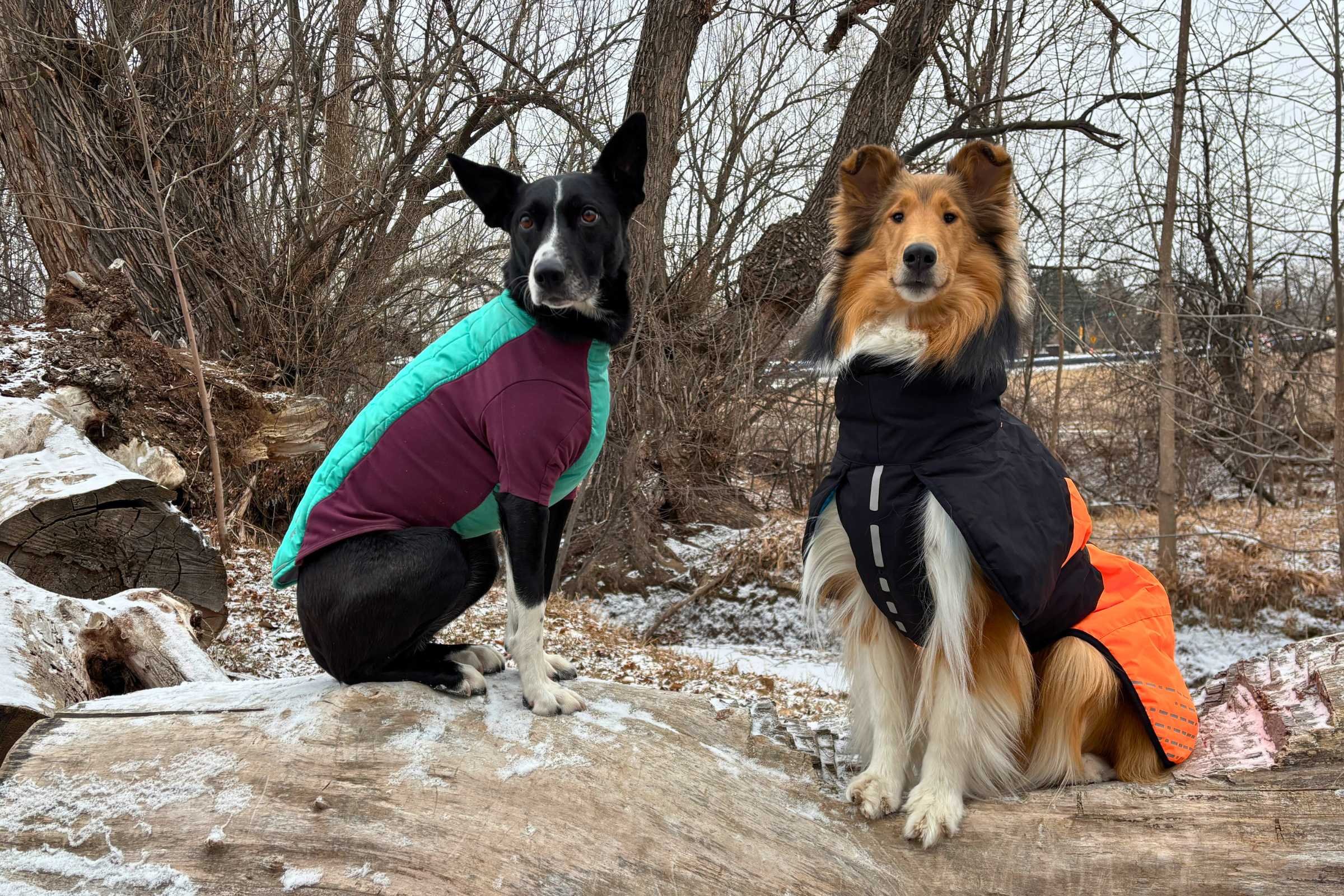 Winter Dog Coat Reviews: Best Picks to Keep Dogs Cozy