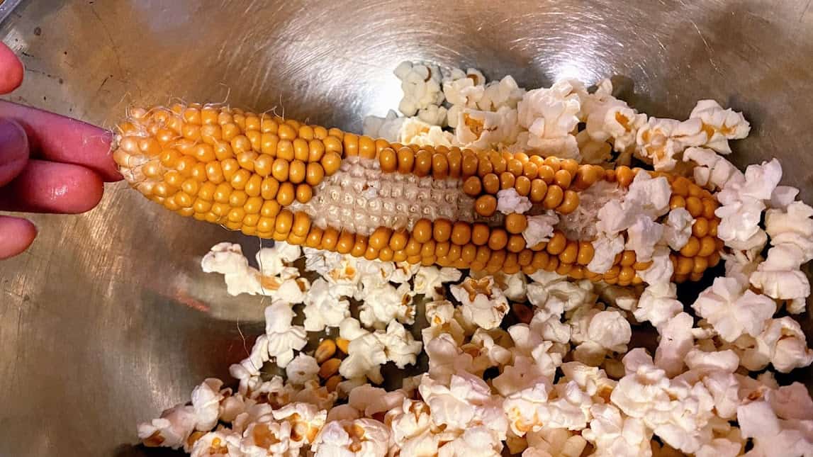 How Do You Make Popcorn on the Cob? Easy Step-by-Step Guide