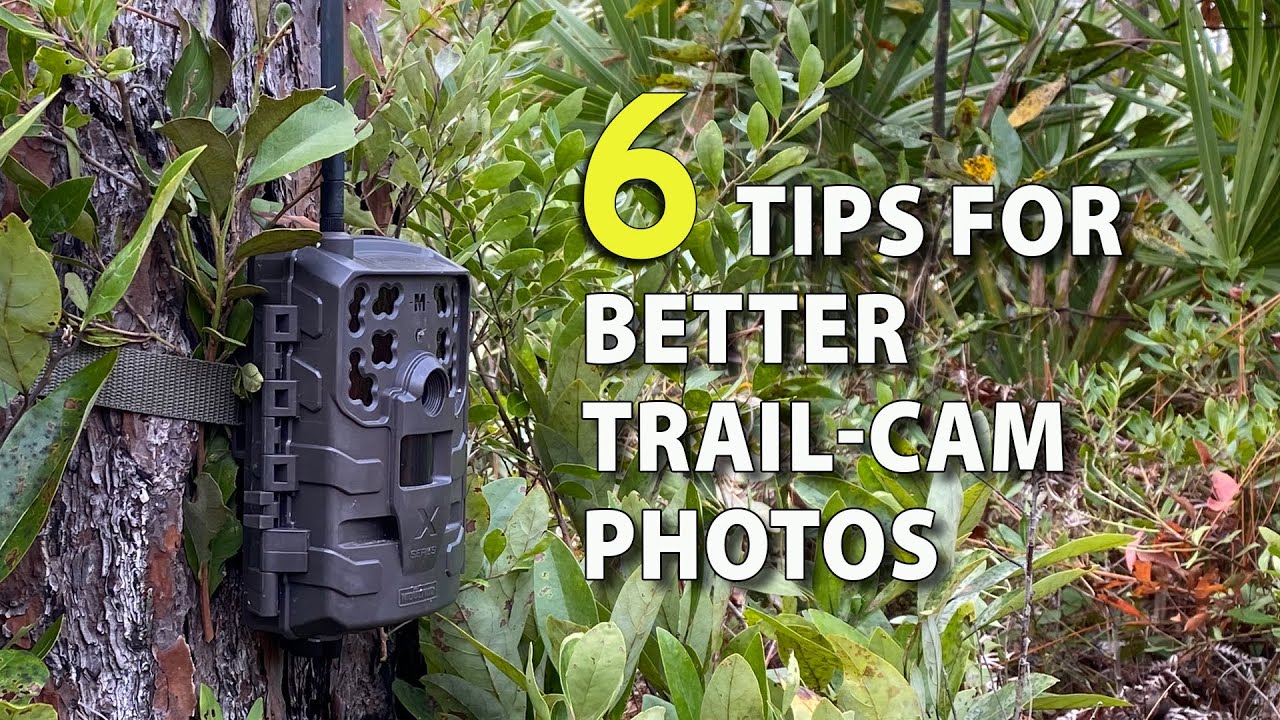 Best Trail Cam Review: Wildlife Photography Setup Guide