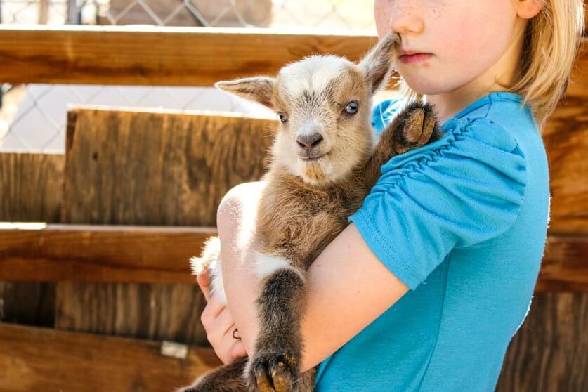 When Do Baby Goats Start Eating Grain? A Complete Guide for New Goat Owners