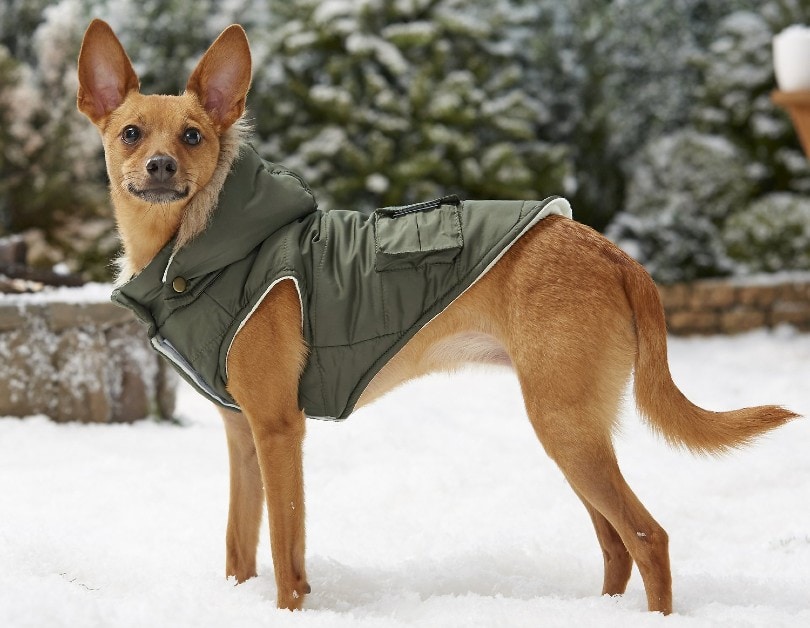 Top Winter Dog Coat Reviews: 2025’s Best Picks