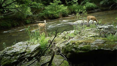 Wildlife Camera Reviews 2025: Top Picks & Honest Tests