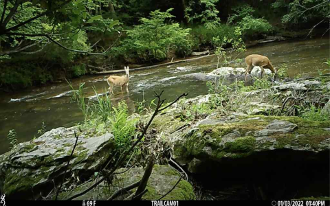 Wildlife Camera Reviews 2025: Top Picks & Honest Tests