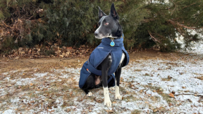 Top Winter Dog Coat Reviews: 2025’s Best Picks