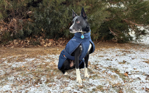 Top Winter Dog Coat Reviews: 2025’s Best Picks