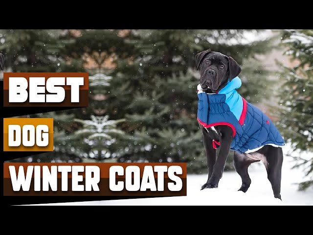 Top Winter Dog Coat Reviews: 2025’s Best Picks